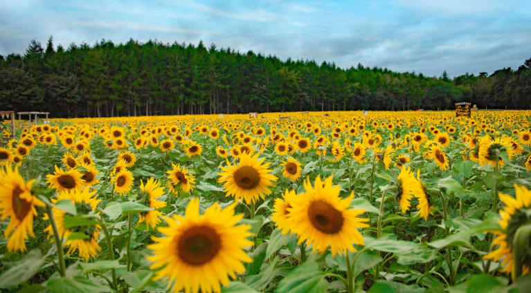 Sunflowers
